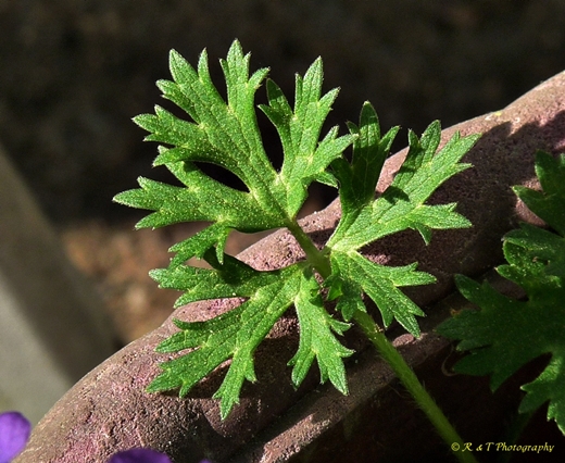 {Ranunculus bulbosus}